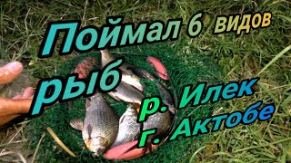 Поймал 6 видов рыб Первая щука сезона Рыбалка на р Илек в августе г Актобе 2023г