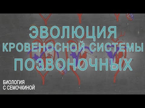 Эволюция кровеносной системы позвоночных