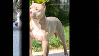 El Bull Terrier