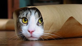 Funny Cats Compilation Most Popular Part 1