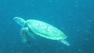 Diving with Turtle (Ko Tao)