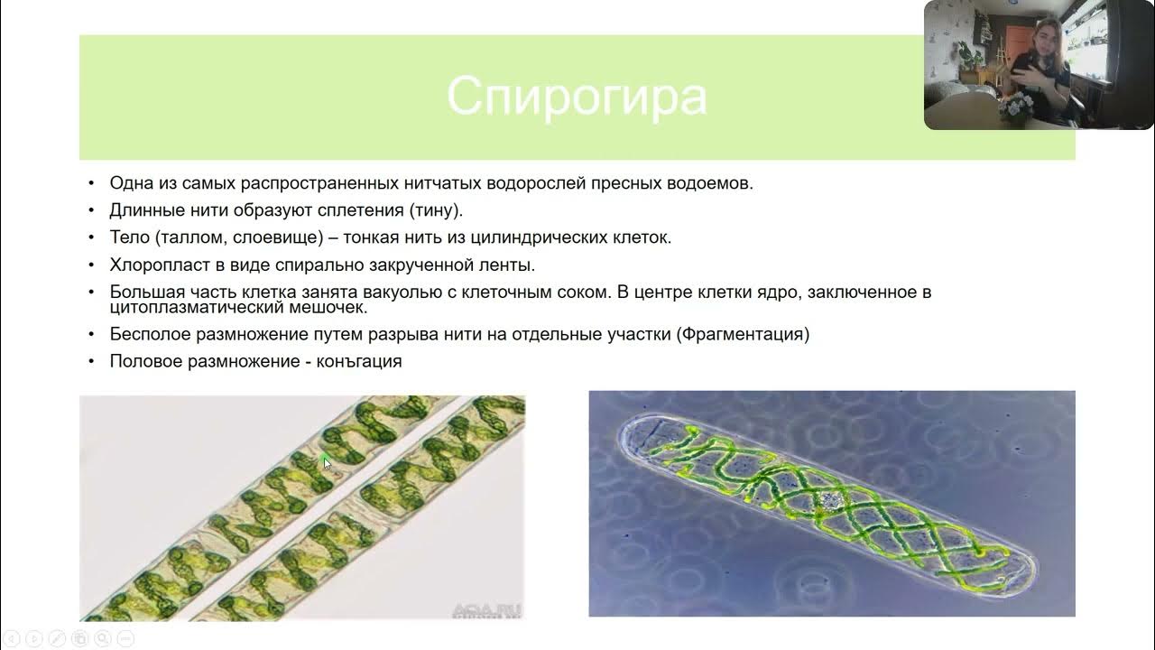 Спирогира представитель