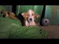 Rebirth save a corgi dog that has been abused and thrown next to a garbage heap
