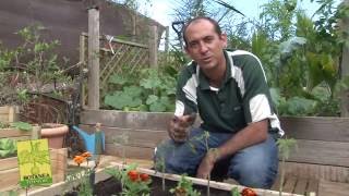 potager nouvelle calédonie le potager en carrés