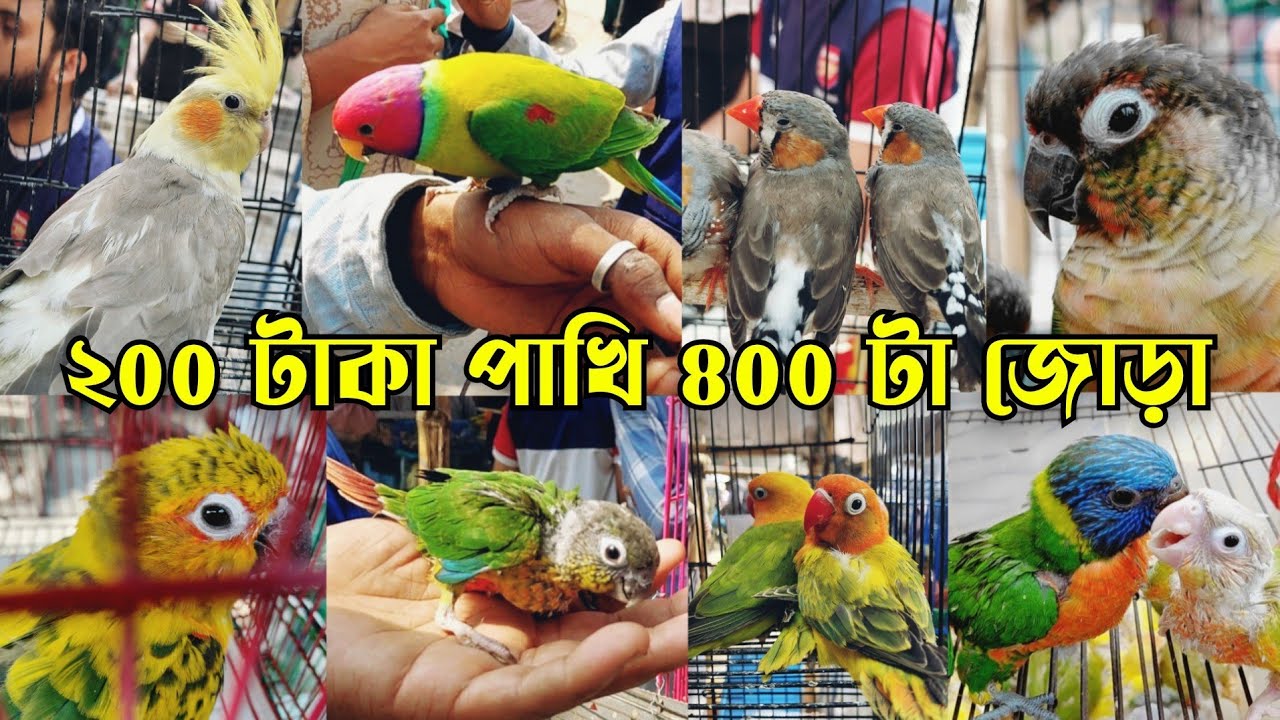 হীরামন পাখি সহ বাচ্চা পাখিতে ভরপুর  || টঙ্গী পাখির হাট || Tongi pakhir hat || Bird market bd