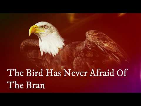 Motivational Short Story About Birds // Whatsapp Status Video // BELIEVE In Yourself // 30Sec Cuts