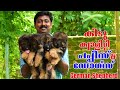 കിടു ജർമൻ ഷെപ്പേർഡ് പപ്പീസ് വാങ്ങാൻ ഒരു കിടു ബ്രീഡർ || Top Quality German Shepherd breeder in Kerala