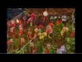 Over The Rainbow / YUMI &amp; WATERWEED