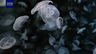 Как охотится Белая волосистая цианея — Cyanea capillata на медузу Ушастая аурелия — Aurelia aurita ?