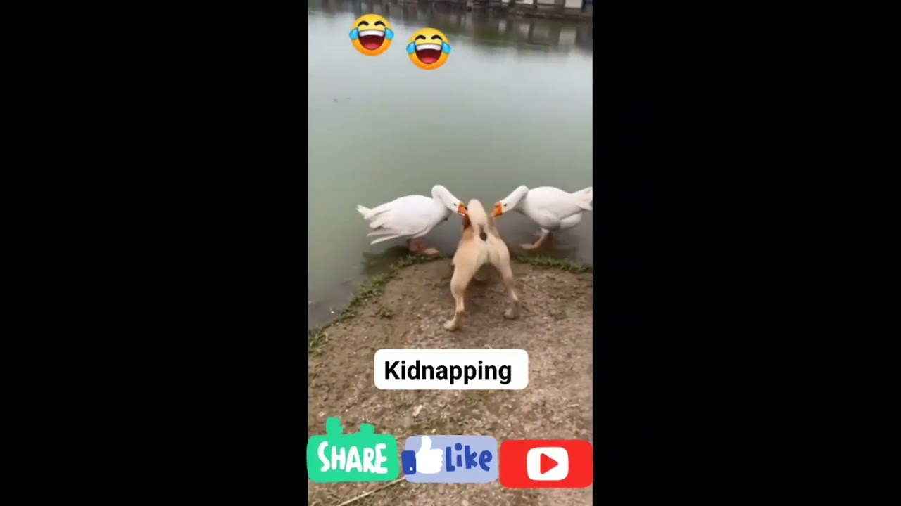 Ducks kidnapping dog.