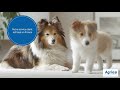 Agria assurance pour animaux