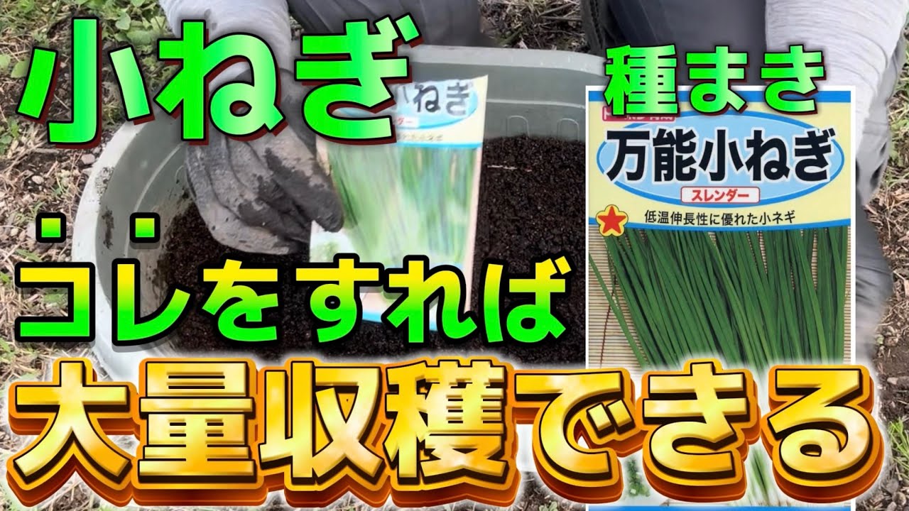 【小ねぎ】種まきの時、コレをすれば大量収穫出来ます！家庭菜園でも簡単に出来る小ねぎの栽培(種まき編)