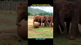 All the elephants got together and started playing with a big ball