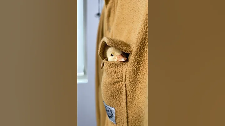 Just duck in the pocket #reels #callduck #duckling #sleepyduck