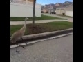 End of video