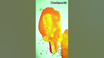 ice cream // timelapse // ice // melting // timelapse4k // time-lapse #shorts #short