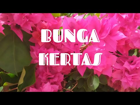 Video: Cara Membuat Bunga Kertas Yang Indah