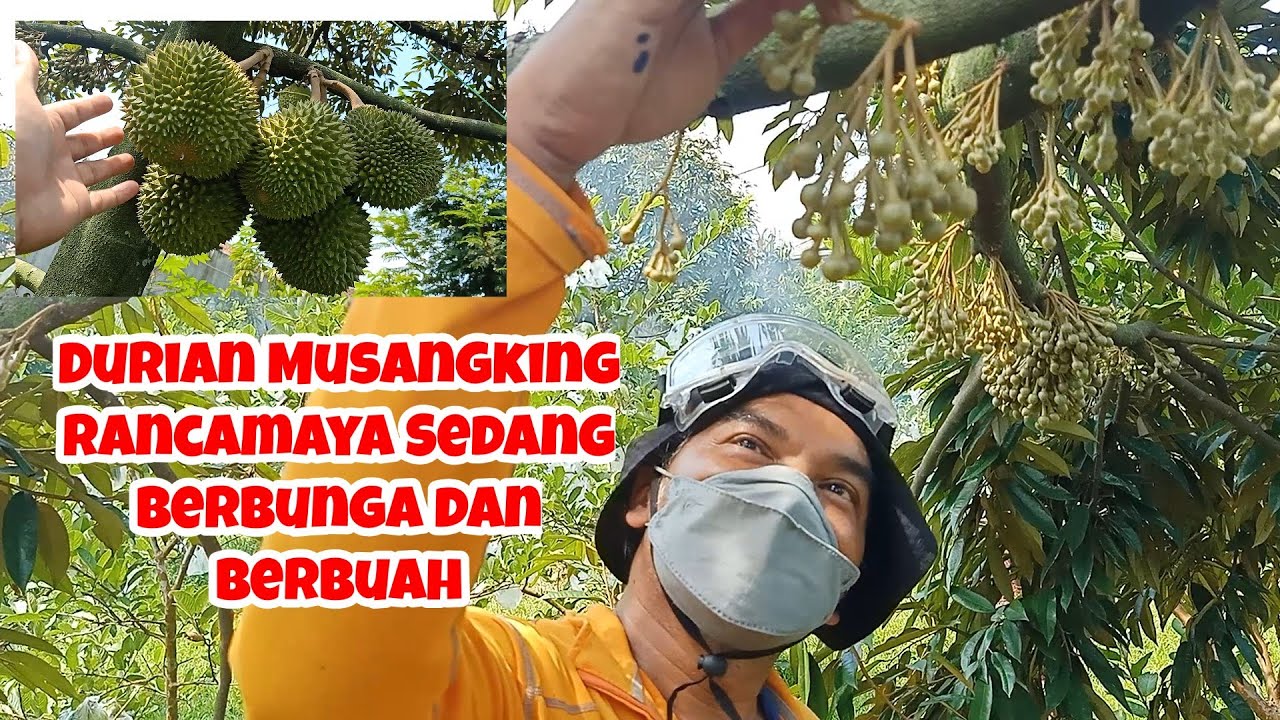 Durian Musangking Rancamaya Bogor Sedang Berbunga dan Berbuah | Kebun Durian Milik Bapak Hilal Hamdi