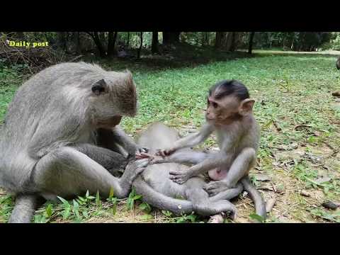 cute-hungry-baby-monkeys-eating-food,-alex-very-lovely-&-boney-baby,-funny-monkeys-videos