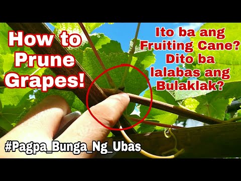 PAANO PABUNGAHIN ANG TANIM NA GRAPES