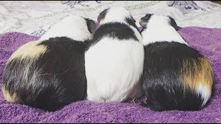 Common Guinea Pig Sounds & Behaviours