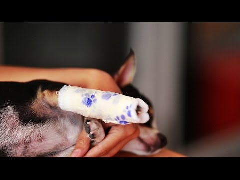 วิธีการปฐมพยาบาลพันเฝือกอ่อนแบบง่ายๆ ให้น้องหมา by Dogilike.com Ep. 10