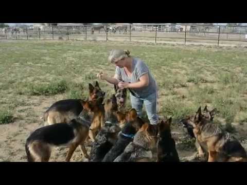 Vintar German Shepherds
