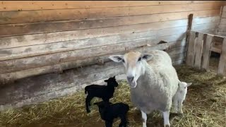 Овца принесла тройню. Ника знакомится с  новыми жеребятами.