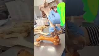 Patella and Femur Comparative