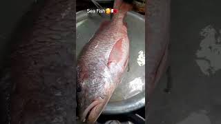Fresh fish shortsvideo viral