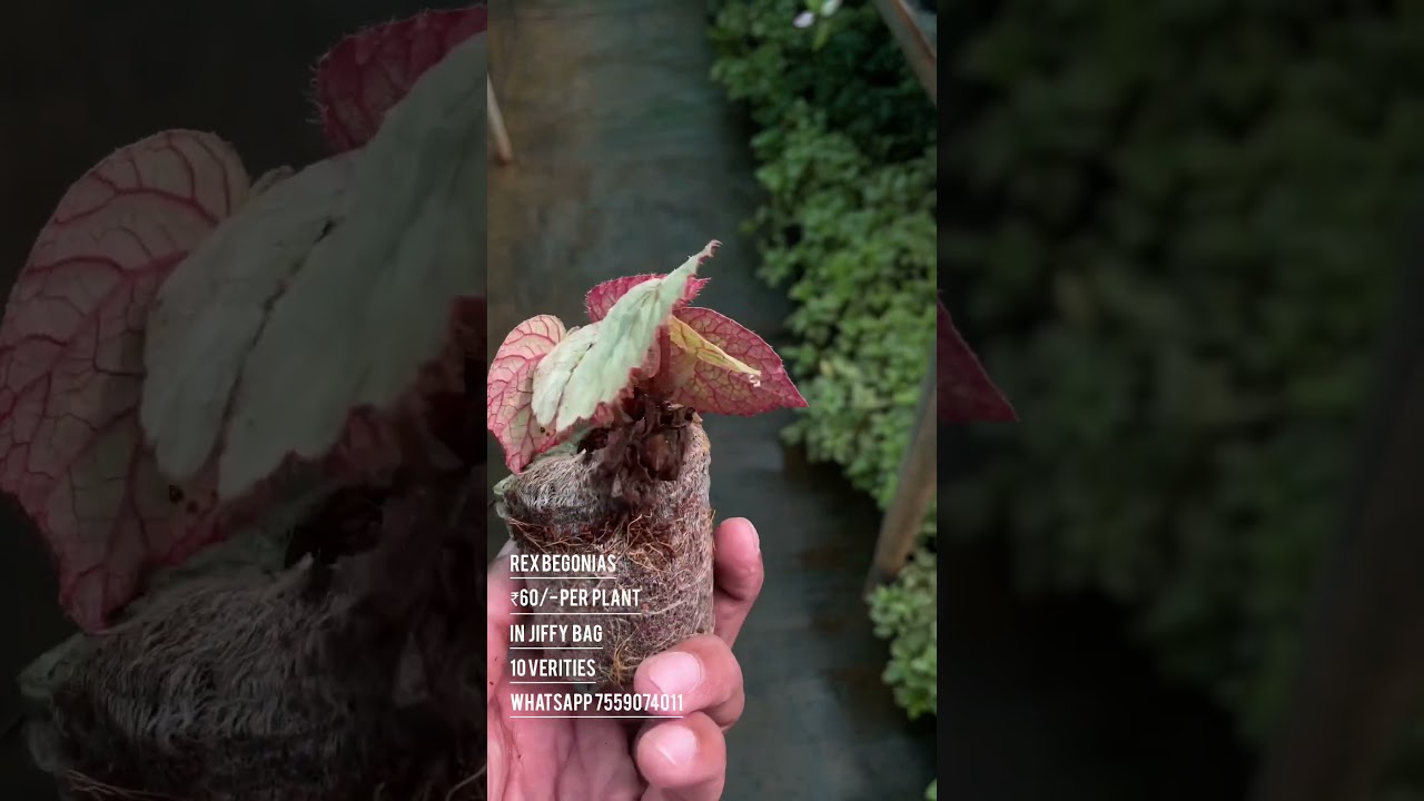 Rex Begonias varieties  in Jiffy Bag @poppy flowers& 