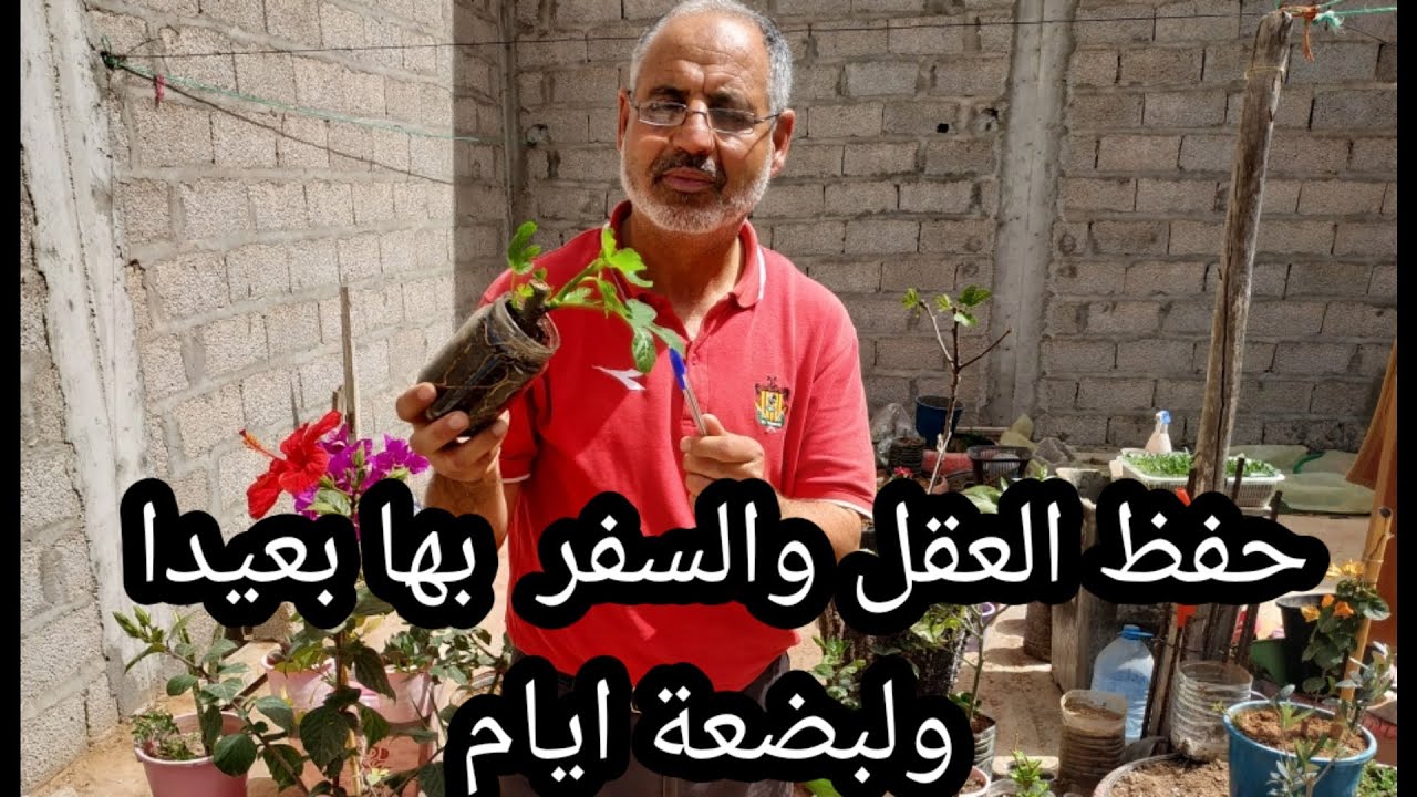 طريقة حفظ العقل،والسفر بها مئات الكيلومترات قبل زرعها،تجربة فريدة من نوعها لا تفوتوها.