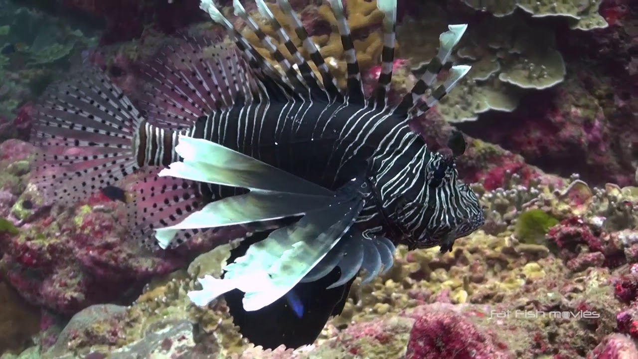 Lionfish (43)  |  Stock Video For Sale