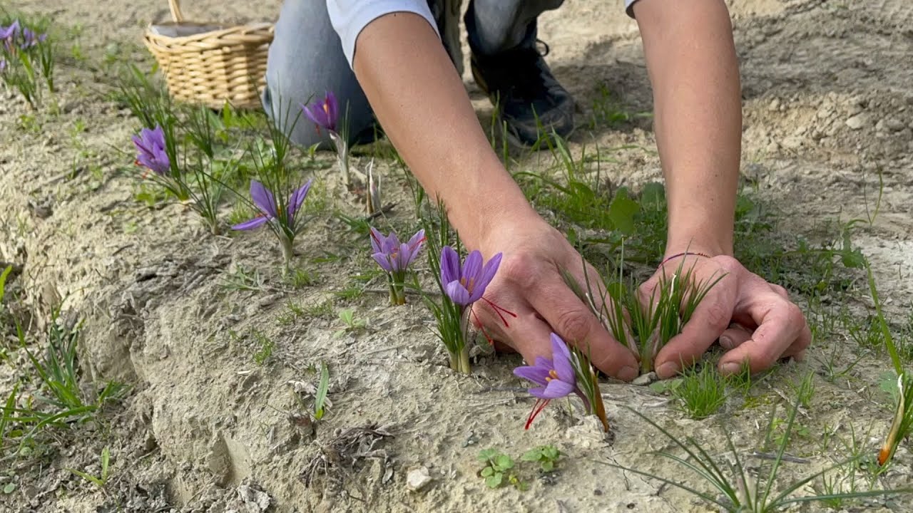 Alla scoperta dello zafferano del Mugello