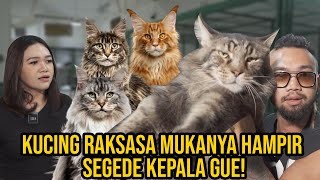 Download Lagu GAK LOGIS! ADA KUCING RAKSASA MUKANYA HAMPIR SEGEDE KEPALA GUE! #AudreyA #KINGOFTHEJUNGLE MP3