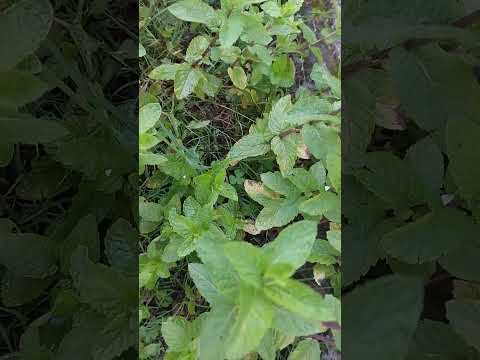 Videó: A mentha spicata fodormenta?