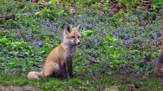 Baby fox kits running around the yard