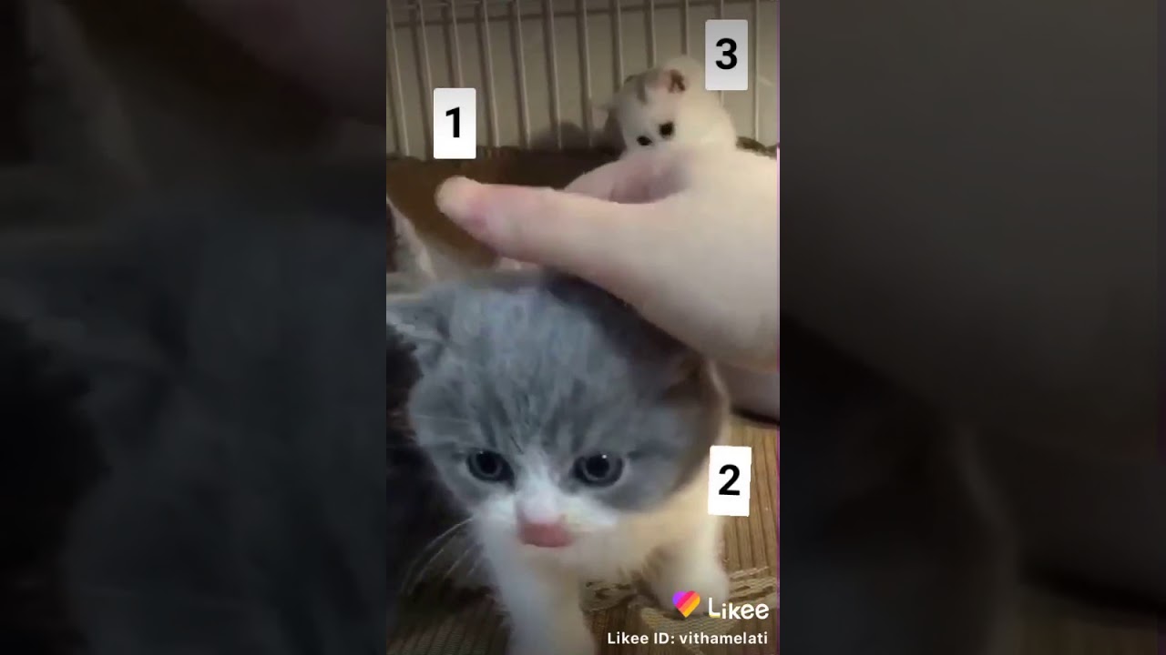 Kucing lucu banget - YouTube
