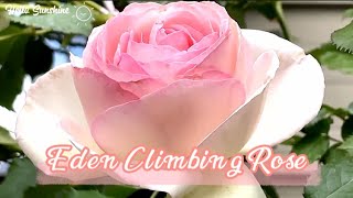 Eden  Climbing Roses is the best for Your Garden Trellis🌹🇺🇸Hello Sunshine 🌅🌿