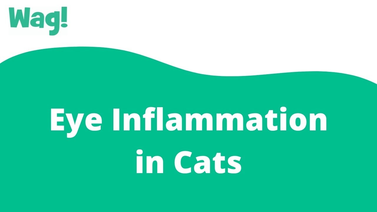 Eye Inflammation in Cats Wag! YouTube