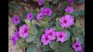 Garden Answer: Mirabilis Multiflora   Four O'Clock Flower