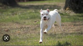 Training Time🔥🐕 Very intelligent🐶😍 Dog Renjo Dogo Argentino !!