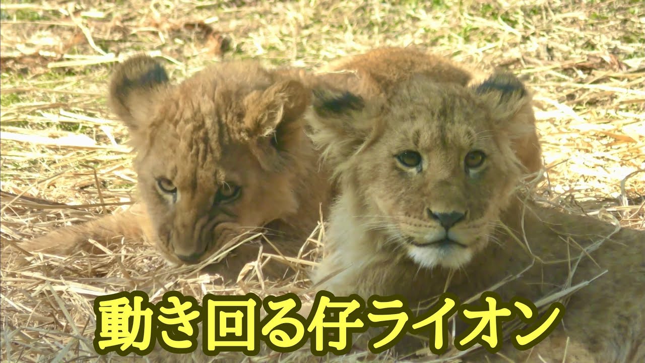 元気な仔ライオンは遊びまわる【のんほいパーク】Lion baby Toyohashi Zoo 
