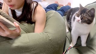 読書中のママに構って欲しい親子猫