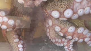 タコがタコを食べている！大きな蛸が小蛸を食べています。タコは食べるものがないと自分の足（触手）を食べると言われていますが、仲間喰いもします。