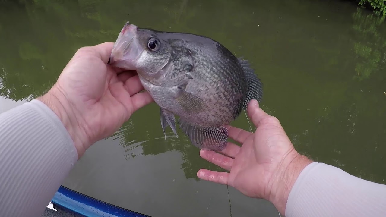 crappie magnet crappie magnet