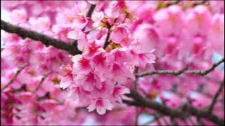 Genesis - Follow You Follow Me - Letra e Tradução