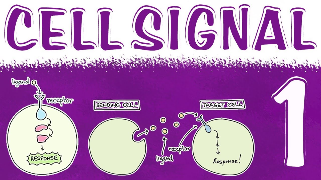 Cell signalling lecture 1 foundtion module - YouTube
