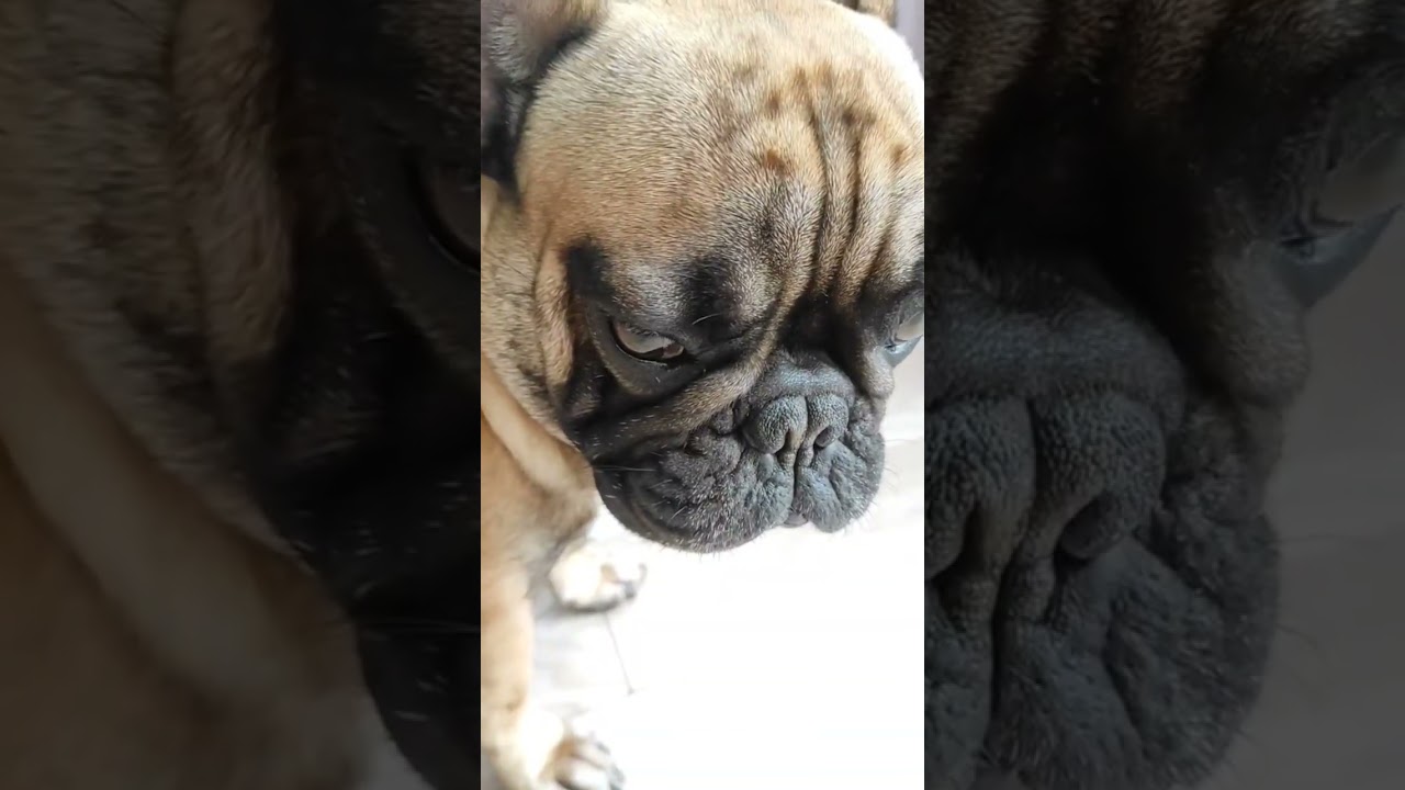 #французскийбульдог