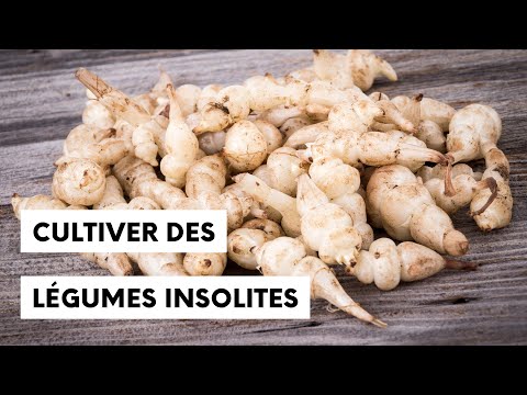 Découverte : Cultiver des légumes insolites